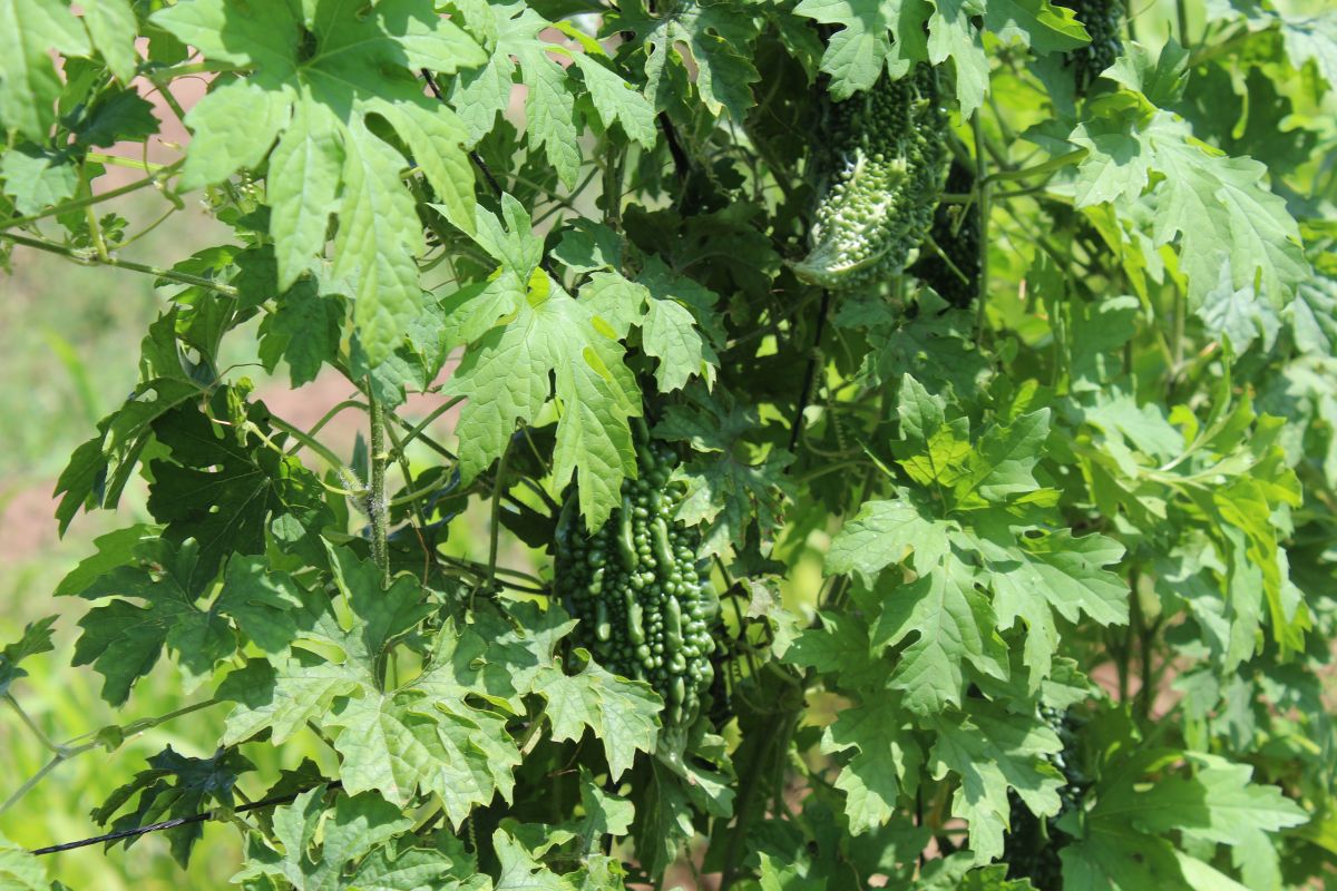 Organic vegetables grown on Kumar Sheth's farm in Kenya.jpg